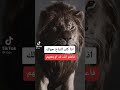 اذا كثر النباح حولك فاعلم انك قد اوجعتهم 