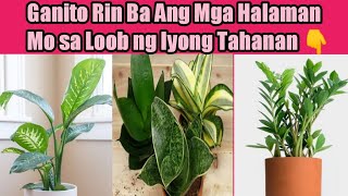 SIKAT NA MGA HALAMAN na Hindi Kailangan ng ARAW | Indoor Plants that Don't Need Sun