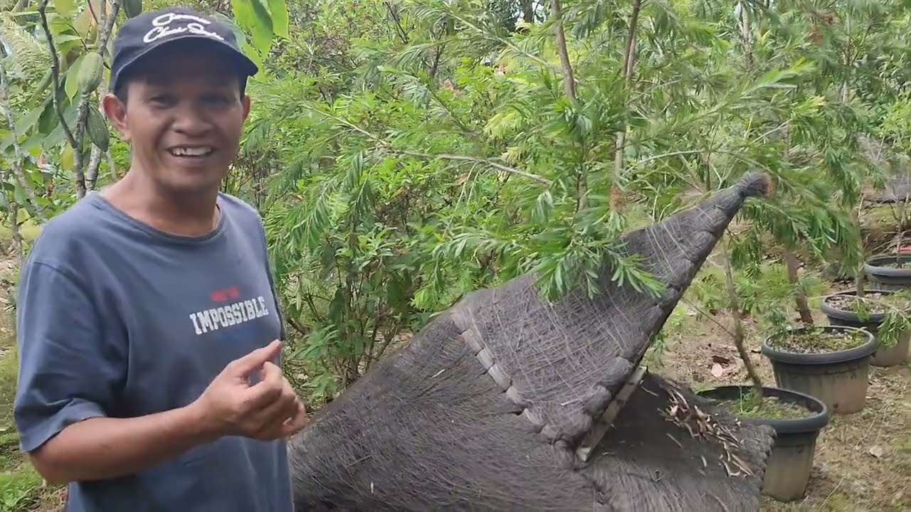 Memanen madu langsung di kebun Desa Roburan Dolok Kabupaten Mandailing Natal Sumatera Utara