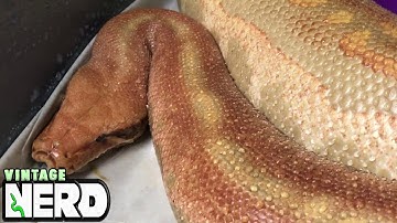 Blood Python Mania, this is an amazing Python Species # 2 @ NERD!