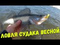 Ловля судака весной. Лучшие приманки