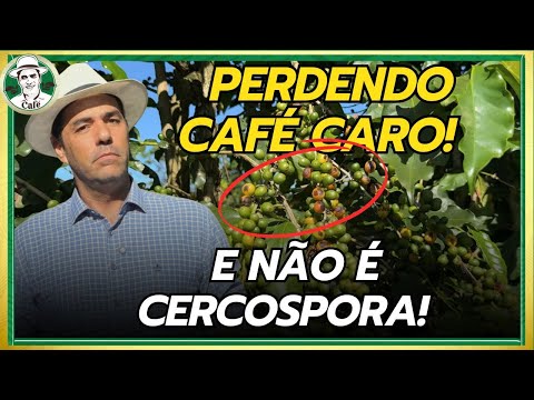 SAIBA IDENTIFICAR CERCOSPORIOSE,