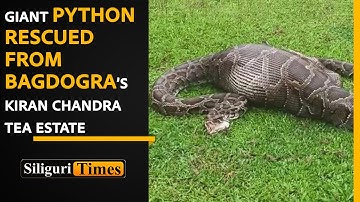 Giant python rescued from Bagdogra’s Kiran Chandra Tea Estate (Hindi)