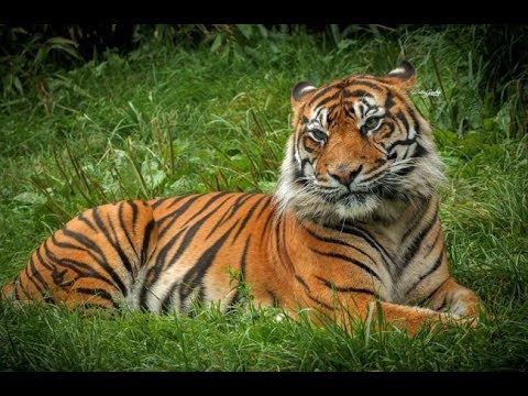 Download 460 Koleksi Gambar Harimau Hd Paling Baru 