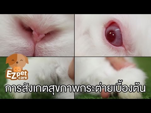 EZ pet care [by Mahidol] การสังเกตสุขภาพกระต่ายเบื้องต้น