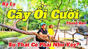 Kỳ Lạ Cây Ổi Biết Cười Tại Di Tích Lam Kinh Thanh Hóa Giờ Ra Sao | Quang Cảnh Mới Nhất 2025