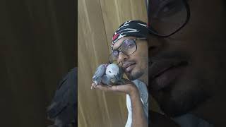 Baby Grey Parrot-Max Getting Used To Harness