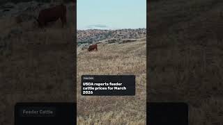 Cattle Futures Rise Amid Mixed Commodity Market Trends