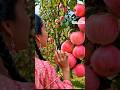 fresh #fuji apple harvesting #shorts