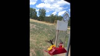 SloMo Hummingbird Salida 2023