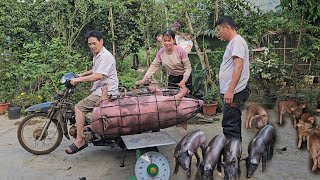 Selling a giant fat pig.  Buy 8 cute little pigs to raise. ( Ep 265 )