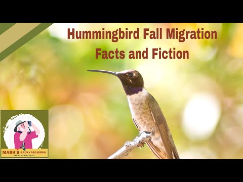 Video: Zašto kolibri padaju u omamljenost?