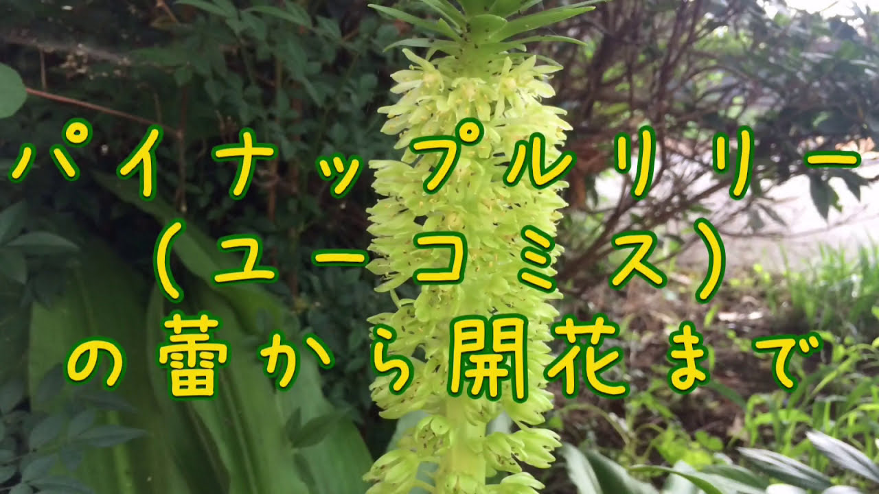 パイナップルリリー ユーコミス の花言葉と蕾から開花まで Youtube