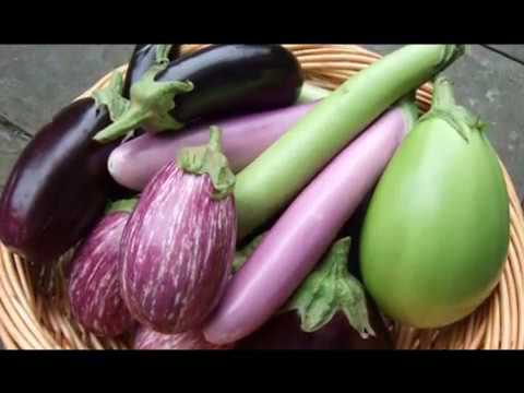 მცენარეული კულტურა-ბადრიჯანი