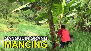 Gangguin Orang Mancing ft Mas Gobbetd