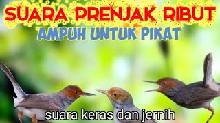 Suara Prenjak Ribut Tarung Ampuh Untuk Pikat Prenjak Liar