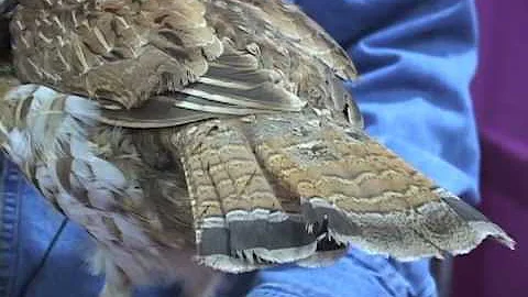 Ruffed Grouse Basics