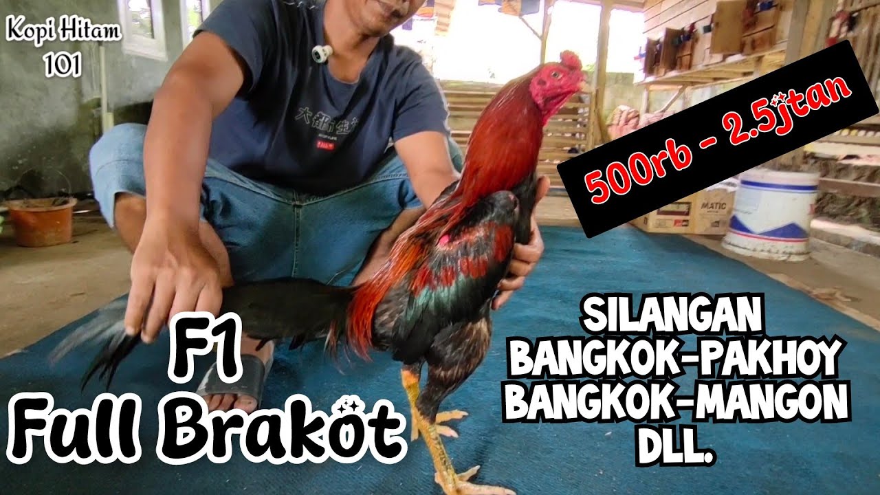 Ayam Silangan Bangkok Pakhoy Mangon F1 Full Brakot ada di Surya Farm 