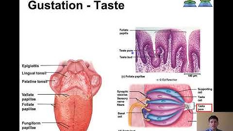 NAU BIO 201- Lecture 18 - Reflexes, Special Senses, ANS