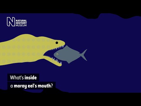 Video: Moray eel (isda). Giant moray: larawan