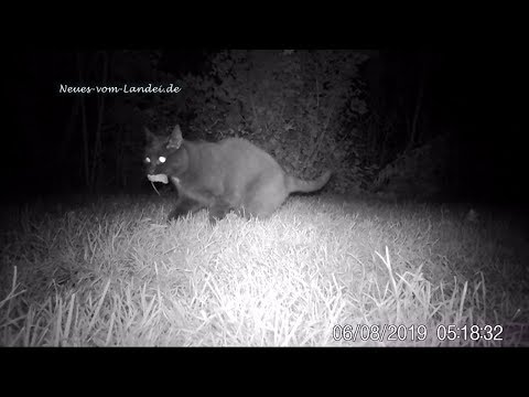 Nachts im Garten: Die vielleicht robusteste Maus der gesamten Nordeifel