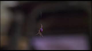 Spider man firelles song