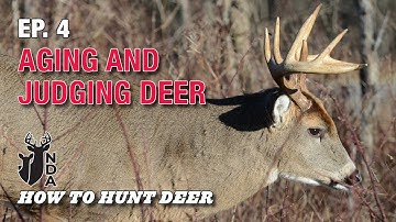 Aging and Judging Deer in the Field. How to Hunt Deer Ep. 4