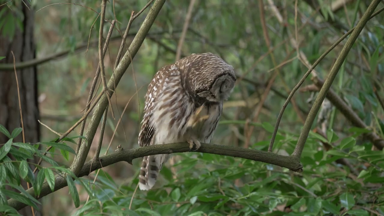 Barred Owl in a green bower