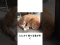 なぜ「キジトラ猫」は世界で一番育てやすい猫と言われるのでしょうか？ #忘れてはいけない #好きな子猫 #自然 #animals #動物