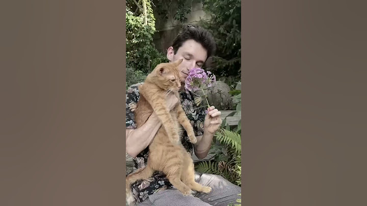 С днём рождения Симба Старший…😢❤️
