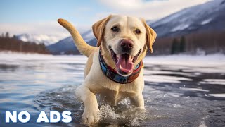 12 Hours Anti Anxiety Music for Dogs 🐶 Stress Relief Music For Dogs ♬ Calming Music For Dogs