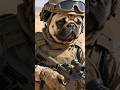 dog the army like and subscribe