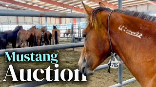 A Baby Mustang Melted Hearts... So Why Did It Get NO BIDS?!