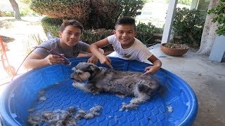 Shaving My Sisters Dog Bald Prank