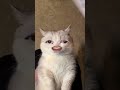 😂 #memes #dailymemes #comedy #comedyreels #funnyvideos #funny #funnymoments  #animals #animalmemes