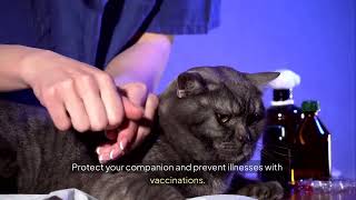 Puppy &amp; Kitten Wellness | Ames | 515 232 7204