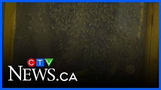 Regina Bypass launches local honey project Regina Bypass launches local honey project