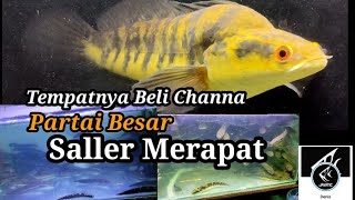 Review Pusatnya Saller beli Channa Ombyokan Partai Banyak.. di jamin Harga Murah