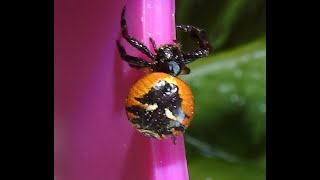 Synema Globosum Greece By Theo