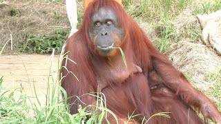 ボルネオオランウータンBornean Orangutan