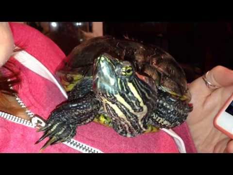 Eddie the Red Eared Slider Terrapin "quacking" when happy