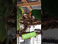 Besties at pdsnonprofit | Fun Parrot Video | Bird Meme