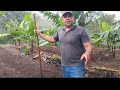 vida na roça plantando macacheira