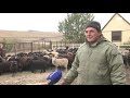 В КЧР стартовал осенний сезон профилактических прививок скота и птиц