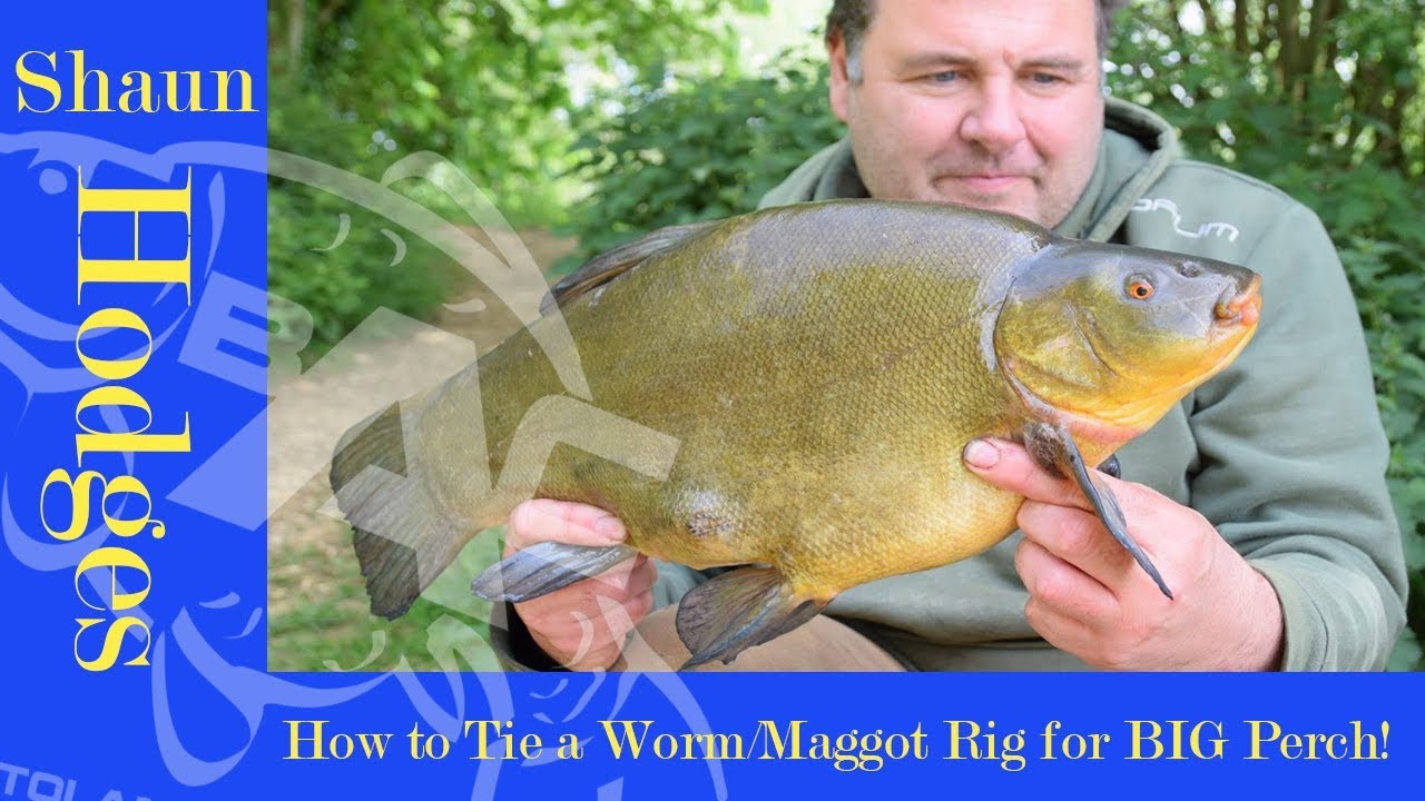 How to tie a Worm/Maggot Rig for BIG Perch! **BAC Top Tips** with Shaun ...