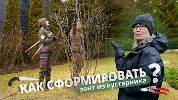 Как сформировать зонт из кустарника?