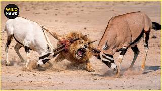 Deadliest Big Cat Hunting Fails Ever Caught On Camera | Animal Fighting