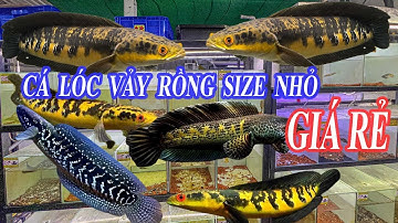 CẬP NHẬT CÁ LÓC VẢY RỒNG NHỎ TÁCH FORM SUNG KHỎE #chana #guppy