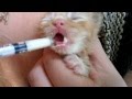 Cute Baby Kittens 1-2 weeks