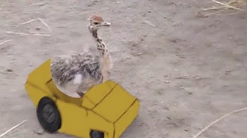 Donuts for the flightless- Blender composite animation